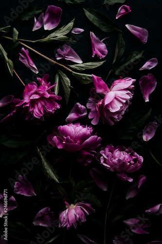 Wallpaper Mural Purple peonies with stems and leaves Torontodigital.ca