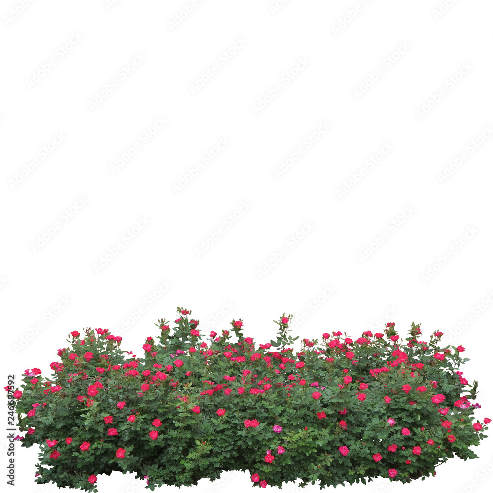 Fototapeta premium red roses on the white background