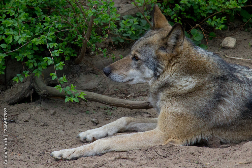 Obraz premium Wolf resting