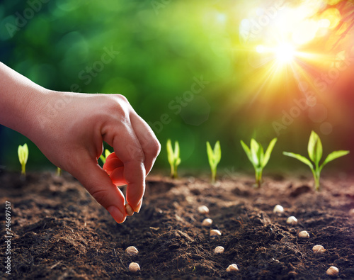 Obraz na plátně Hands Planting The Seeds Into The Dirt