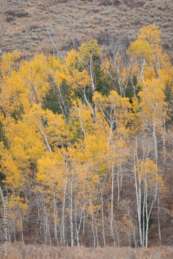 Fall foliage on a mountainside with copy space Fall foliage on a mountainside with copy space