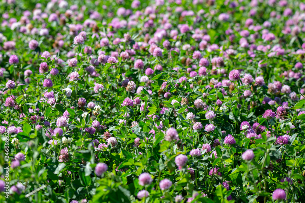 Flowering clover in a rural field in Canterbury, New Zealand