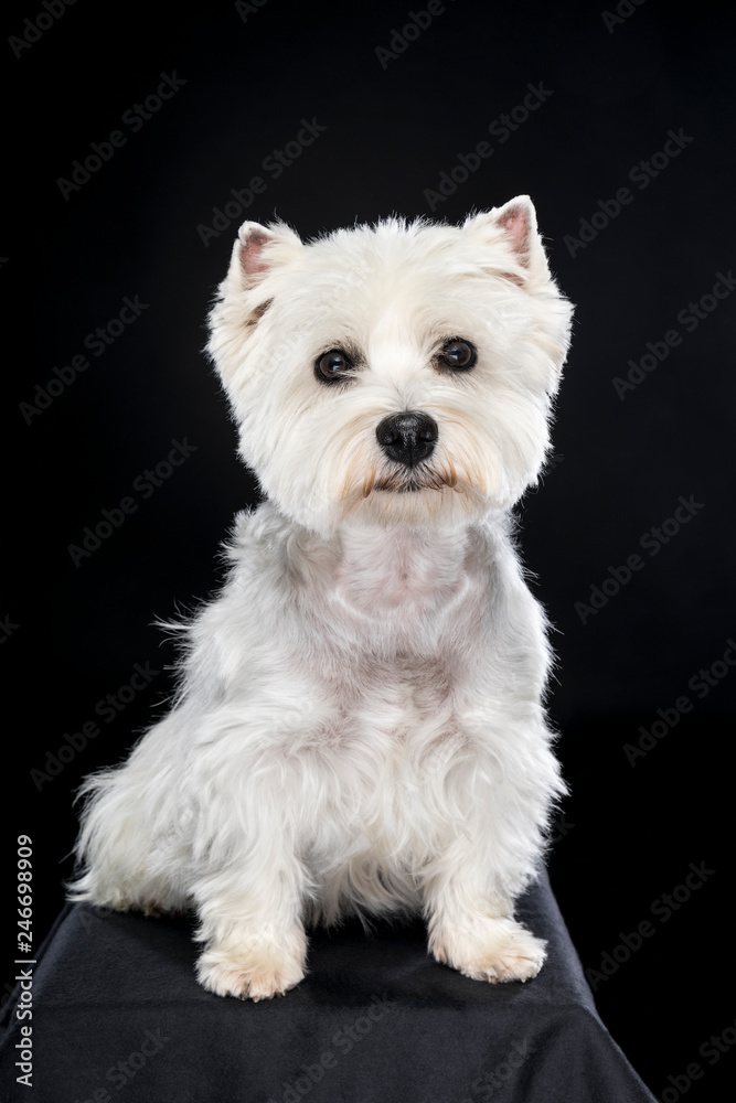 White West Highland Terrier sitting looking at camera isolated back background White West Highland Terrier sitting looking at camera isolated back background