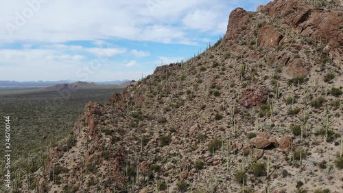 Saguaros in Arizona
