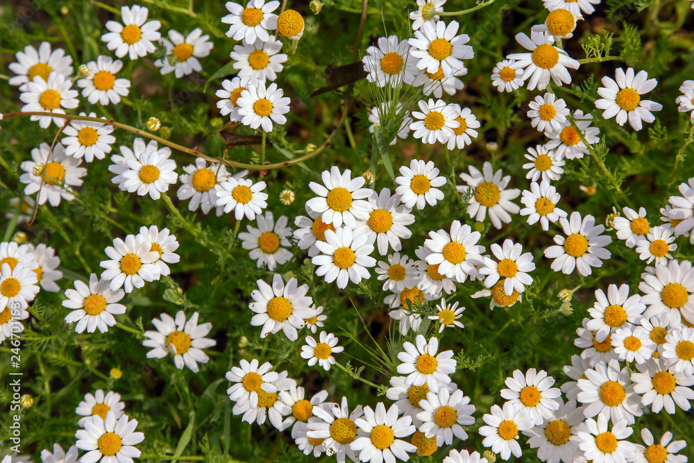 green meadow with lots of chamomile flowers green meadow with lots of chamomile flowers