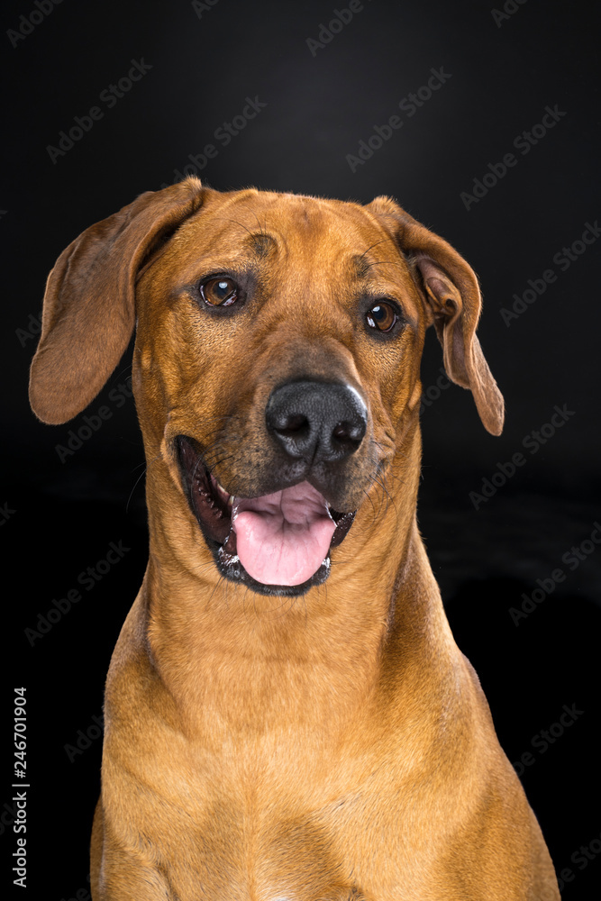 Portrait Rhodesian Ridgeback dog isolated black background sitting