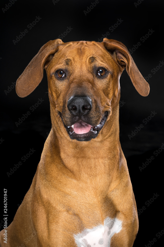 Portrait Rhodesian Ridgeback dog isolated black background sitting
