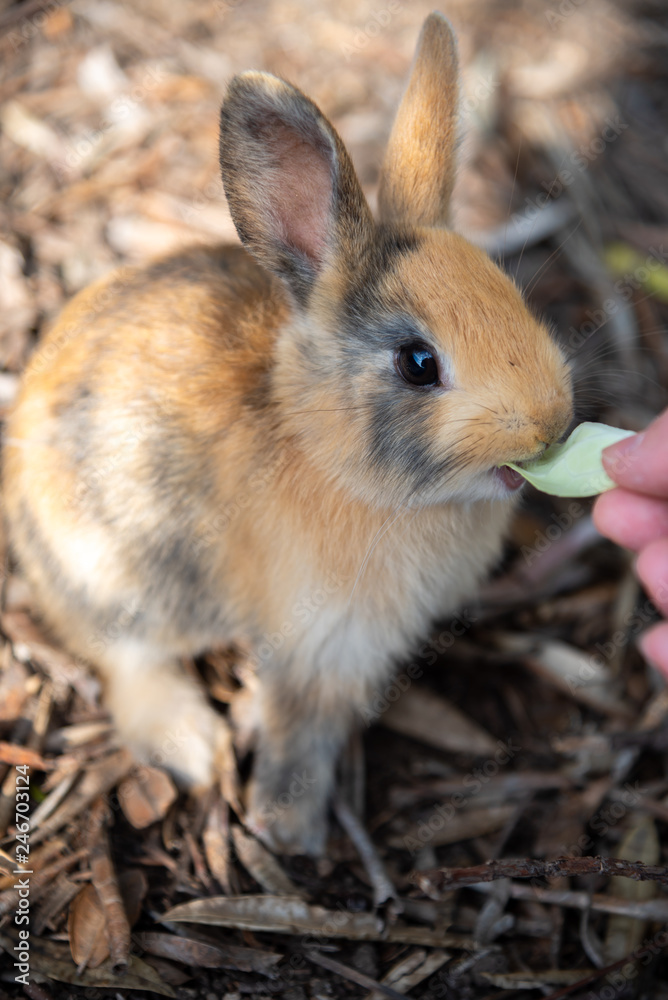 Fototapeta premium Feeding an adorable yellow black baby rabbit on Okunoshima, as known as the Rabbit Island. Numerous feral rabbits that roam the island, they are rather tame and will approach humans. Hiroshima, Japan.