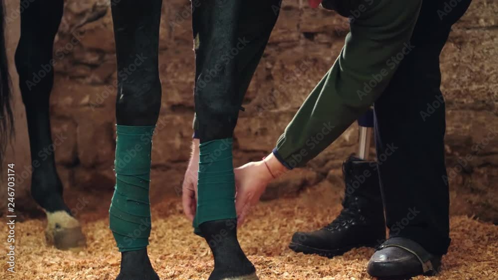 close-up, a man bandaging horse's leg. Horse legs are protected with bandages close-up, a man bandaging horse's leg. Horse legs are protected with bandages