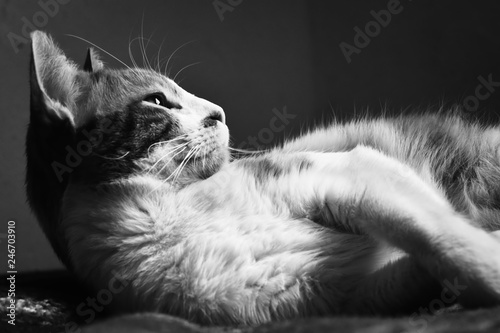 cat on sofa © Saromfocus