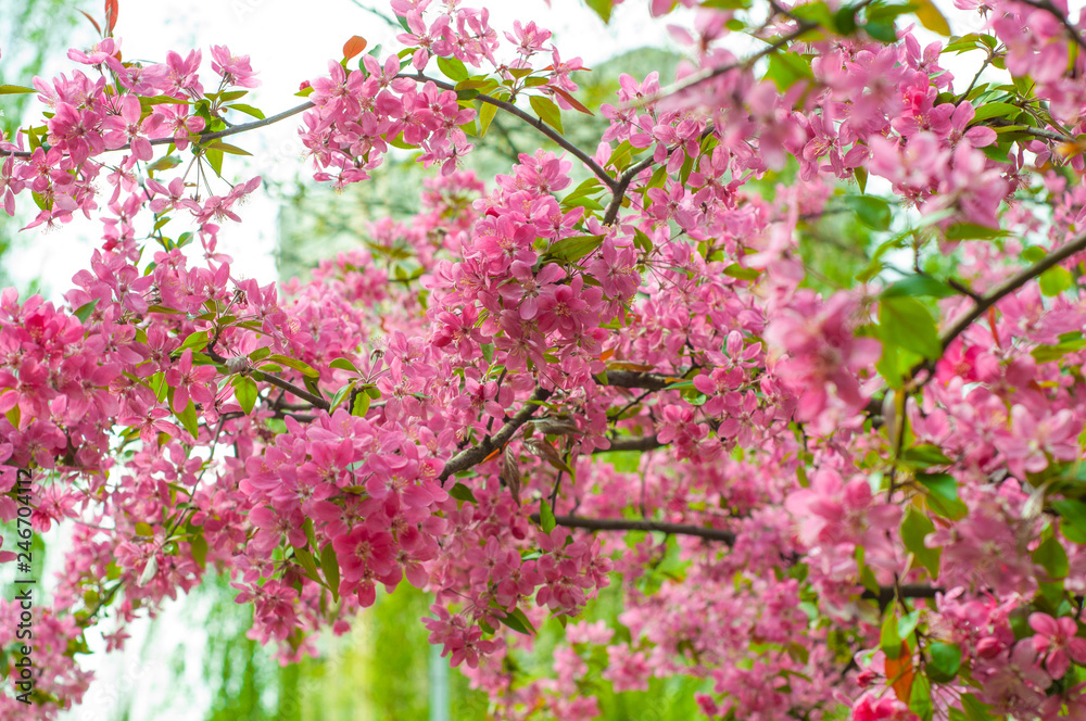 Blooming pink paradise apple flowers on tree branches Blooming pink paradise apple flowers on tree branches