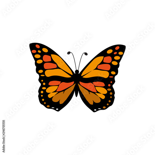 Vector Monarch Butterfly Illustration Isolated On White Background - Vector