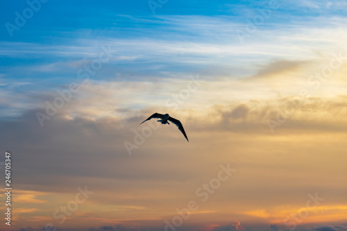 the morning fly