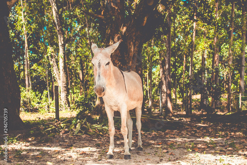 Portrait domestic donkey on a small farm