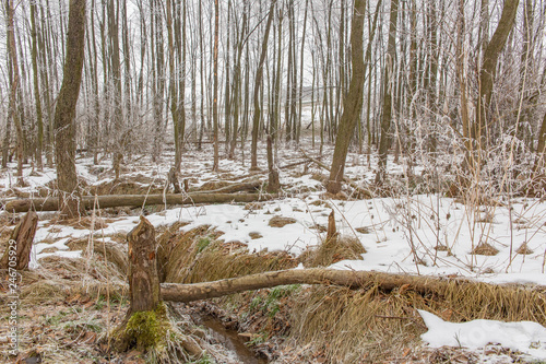 Winter forest landscape with tree trunks cut by beavers