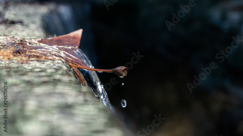 Gota de agua cayendo de una hoja © Miquel