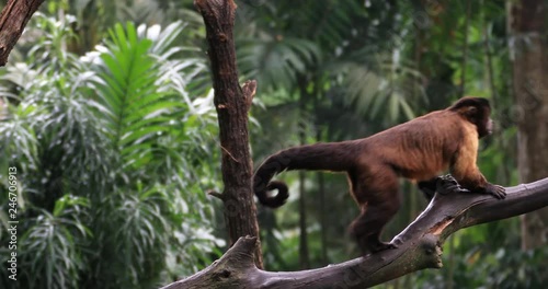 Amazon forest endangered animals. Tufted Capuchin ape monkey on tree branch in evergreen rainforest of Brazil