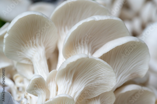 Oyster mushroom grow from cultivation.