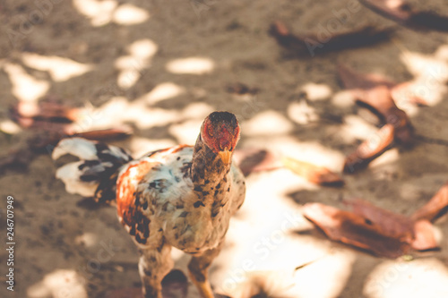 Fototapeta Naklejka Na Ścianę i Meble -  Portrait chicken walking on small farm