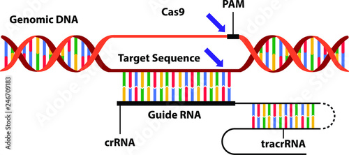 Vector illustration of the new science technique CRISPR-Cas (clustered regularly interspaced short palindromic repeats). Visualisation of the mechanism by which genomes can be edited or engineered. photo