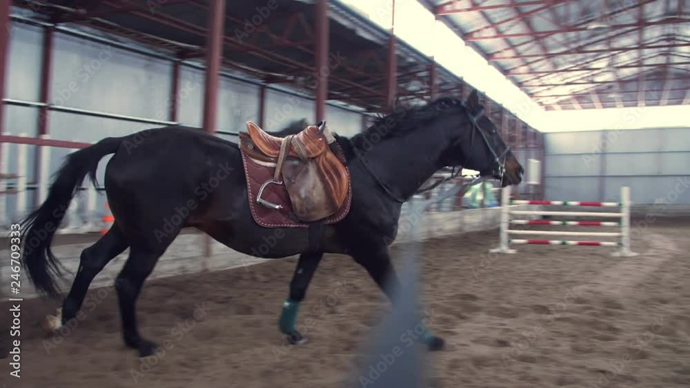 In a special hangar, a coach trains beautiful black, thoroughbred horse. he jumps, runs in a circle, around. horse training In a special hangar, a coach trains beautiful black, thoroughbred horse. he jumps, runs in a circle, around. horse training