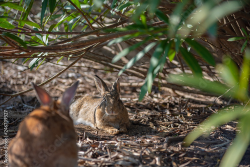 Close up of cute relaxing rabbit in the undergrowth on Okunoshima ( Rabbit Island ), Hiroshima, Japan. Numerous feral rabbits that roam the island, they are rather tame and will approach humans.