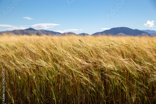 A golden barley field in rural Canterbury  New Zealand