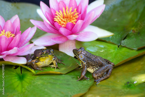 Obraz na plátně A frog sits on a green lilypad in a small pond under pink waterlilies