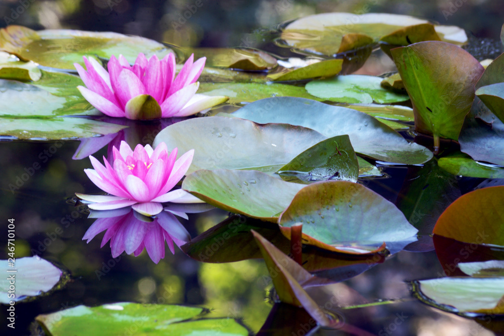 Pink waterlilies bloom in a small pond showing reflections. Pink waterlilies bloom in a small pond showing reflections.