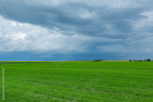 Idyllic landscape field of grass and dramatic clouds  © Krzysztof