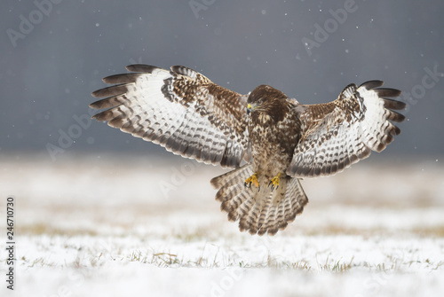 Common buzzard (Buteo buteo)