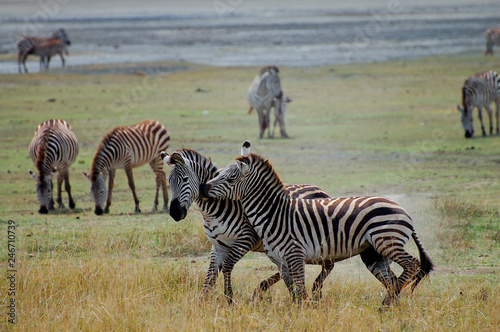 Zebras - Ngorongoro Crater - Tanzania