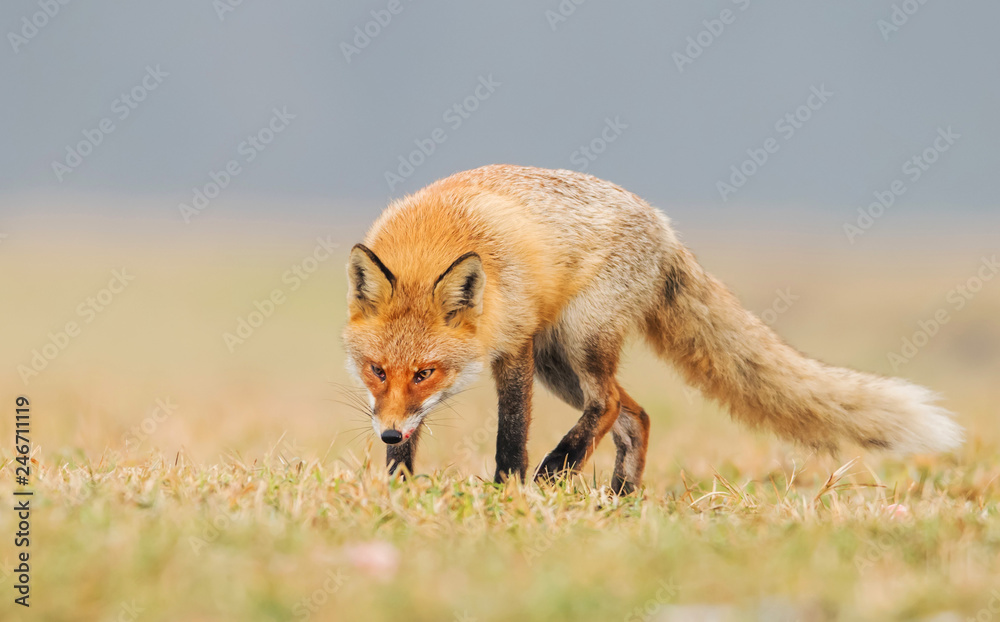 Fototapeta premium Fox (Vulpes vulpes)