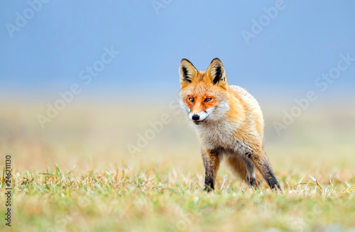 Fox  Vulpes vulpes 
