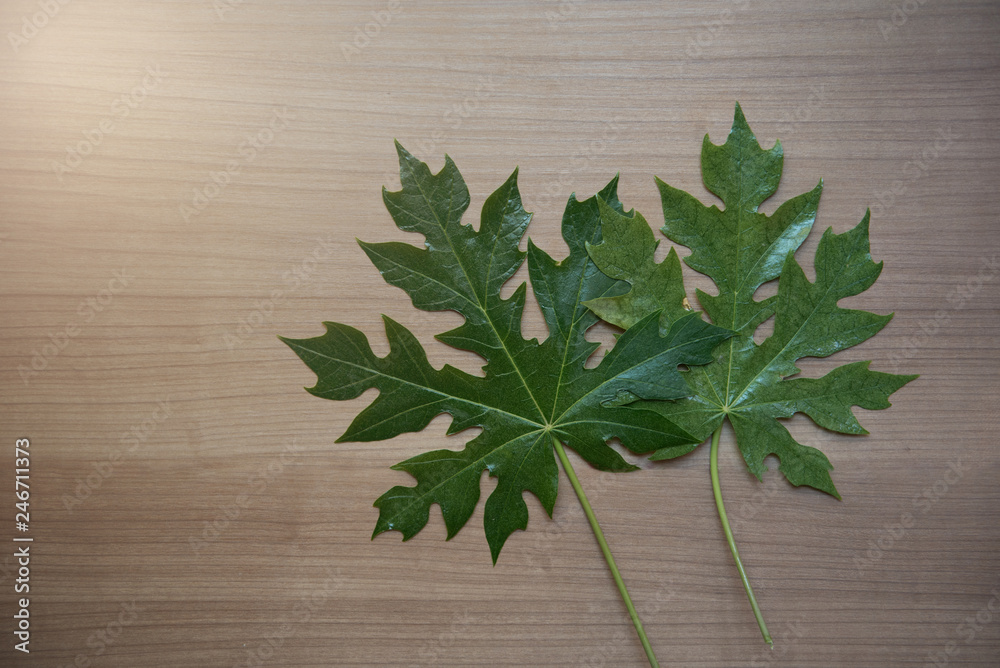 Beautiful leaves, palm leaves, papaya leaves, various leaves. - Images