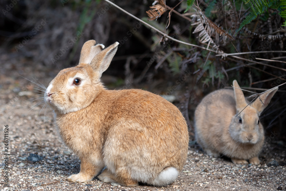Fototapeta premium Close-up brown rabbit in sunny day