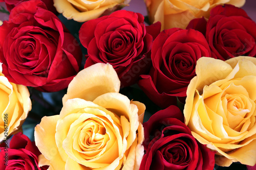 Floral background with red and yellow roses. Bunch of bright red and yellow roses close up.