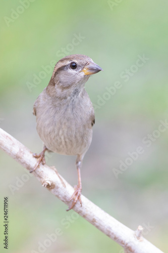 Passer domesticus perched on a branch backyard home feeder © raulbaena