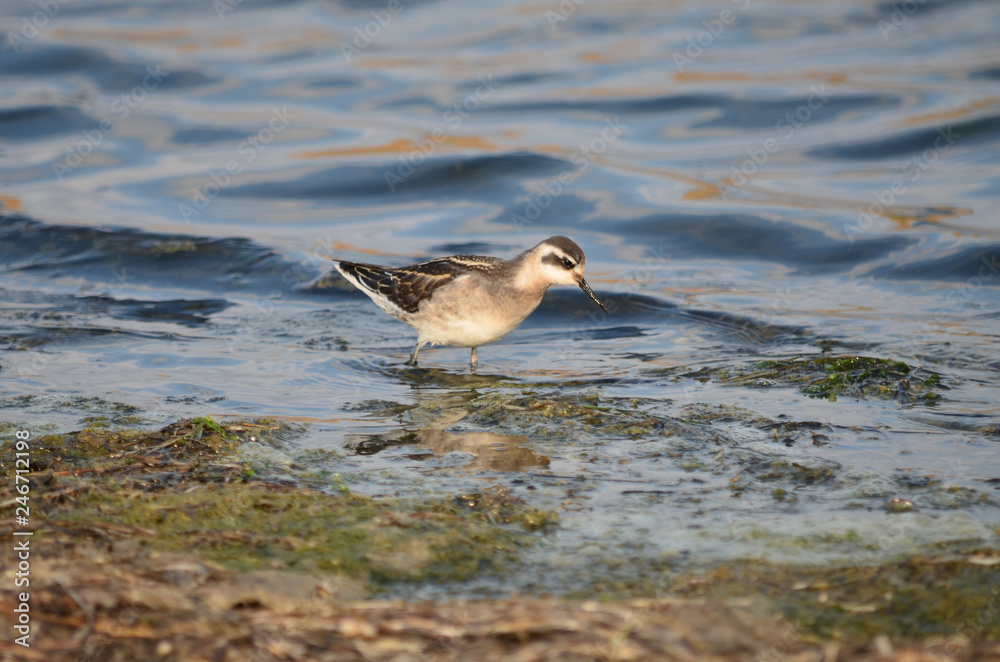Red-necked phalarope looking for food in natural habitat on coast of the Azov Sea. Fauna of Ukraine.