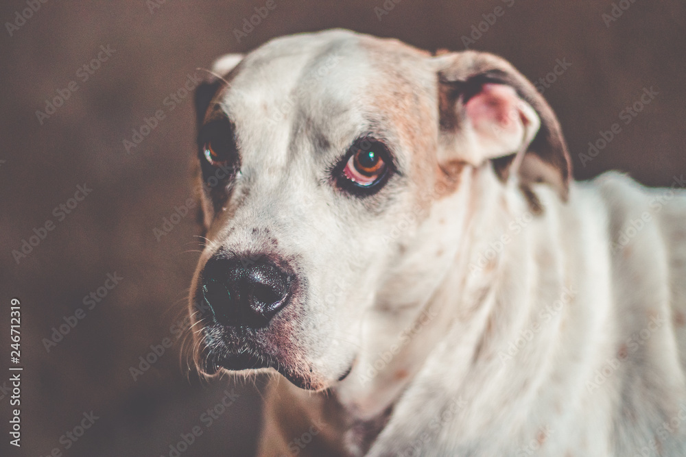 Bulldog dog breed on a dark Background