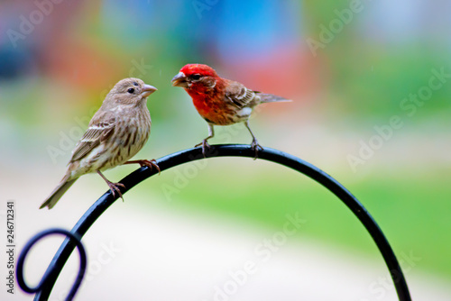 Rosy Fitch male and female perches waiting on food.