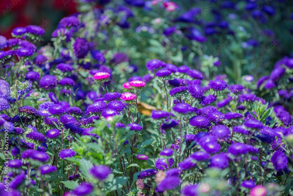 Flowers bloom in the garden with lens blurred effect as foreground and background Flowers bloom in the garden with lens blurred effect as foreground and background