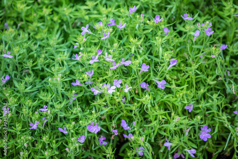 Flowers bloom in the garden with lens blurred effect as foreground and background 