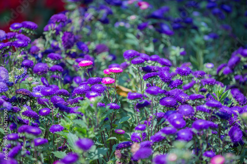 Flowers bloom in the garden with lens blurred effect as foreground and background 
