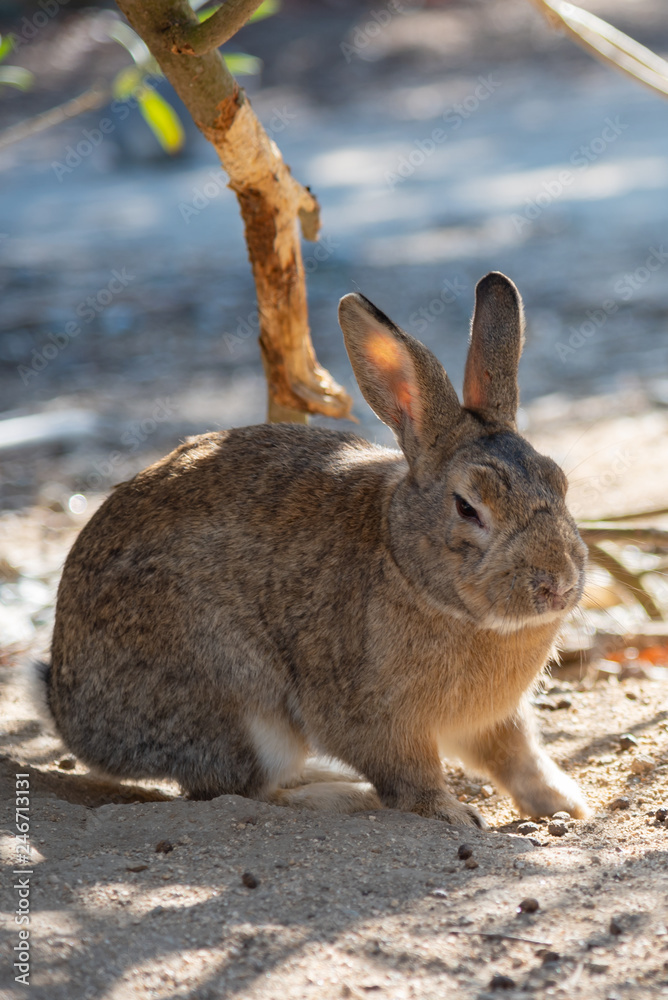 Close-up brown rabbit in sunny day Close-up brown rabbit in sunny day