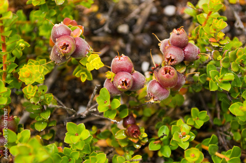 Australian native plant Muntries (Kunzea pomifera) with berries