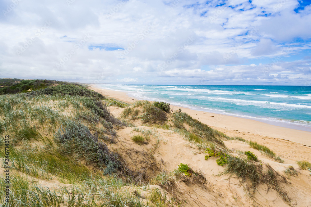 Australia sand beach landscape with native plants Australia sand beach landscape with native plants