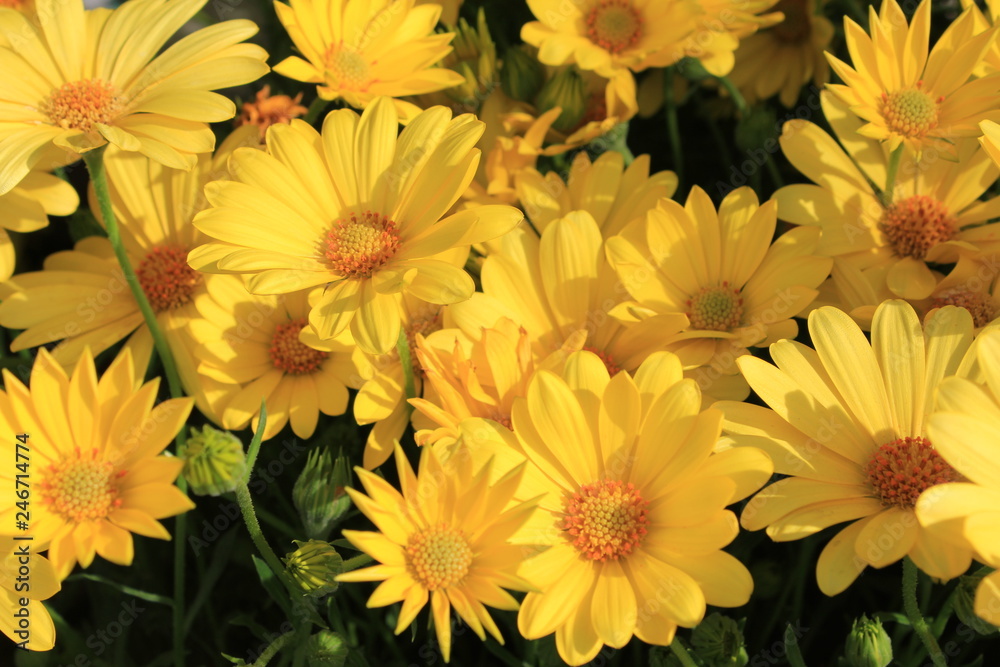 Yellow Flowers by Skip Weeks Yellow Flowers by Skip Weeks
