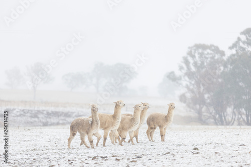 Fototapeta Naklejka Na Ścianę i Meble -  Alpacas in snow, Australia