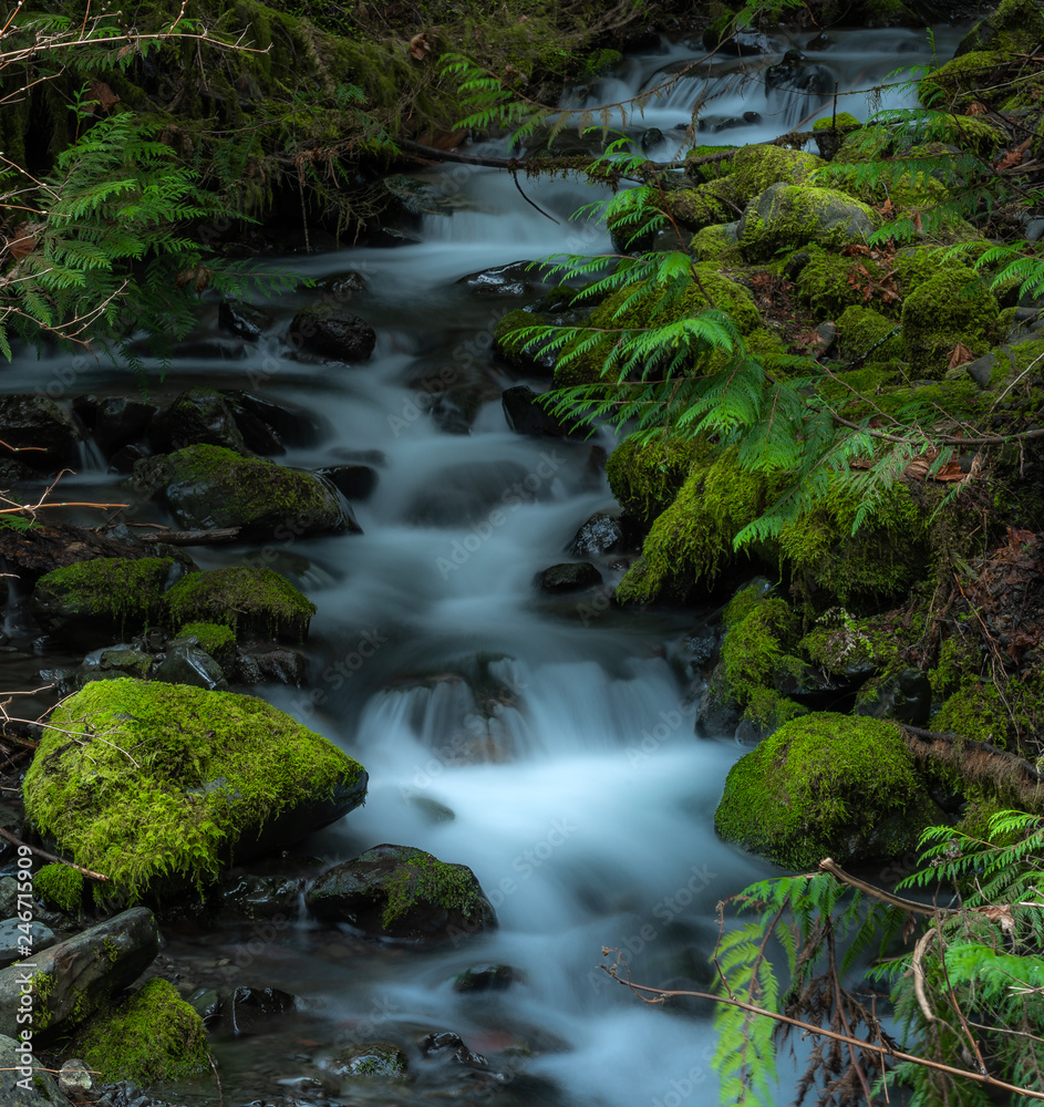 Snow Melt Olympic National Park  9142